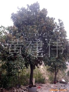 綠化苗木新選擇 喬木大玉蘭，打造生態景觀的優雅之選