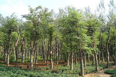 景觀精品大市場 大規格苗木的機遇與挑戰